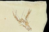 Fossil Lobster (Pseudostacus) with Brittle Stars - Hakel, Lebanon #162774-2